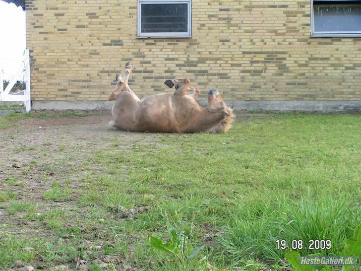 Anden særlig race Golden Dancer - Solgt billede 17