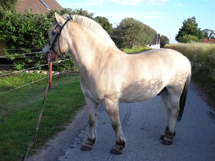 Fjordhest Basta - Sommer 2009. billede 19