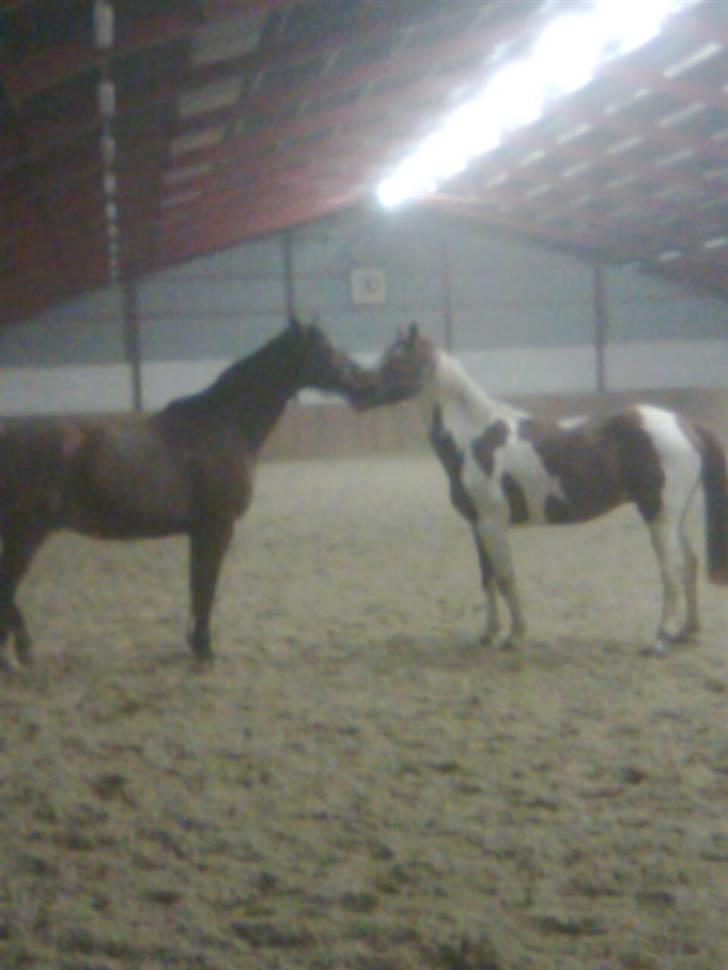 Polsk Varmblod Kamrat  R.I.P billede 4