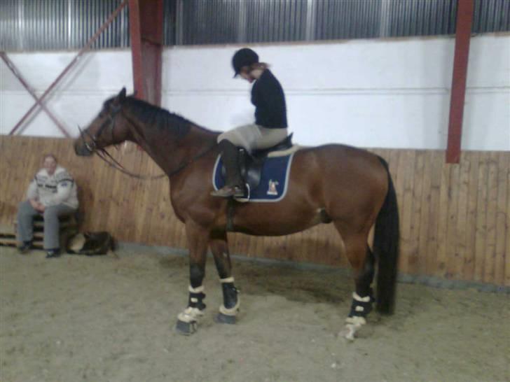 Polsk Varmblod Kamrat  R.I.P billede 13