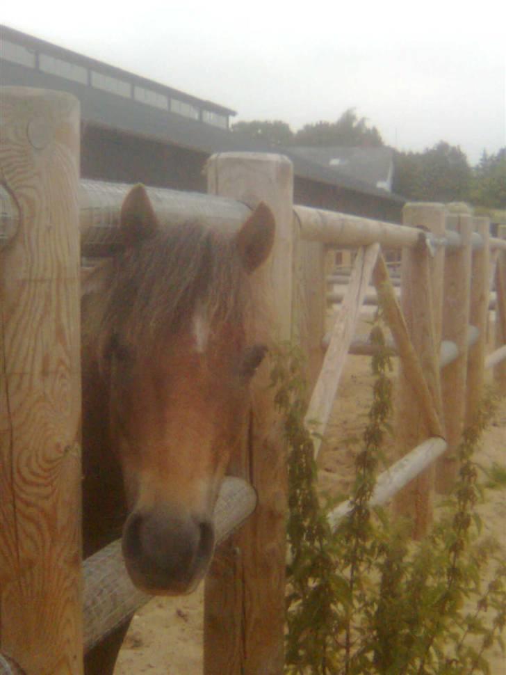 New Forest Chappy - Solgt&Savnet! <3 - 4)    Halloo, er duh der..? billede 4