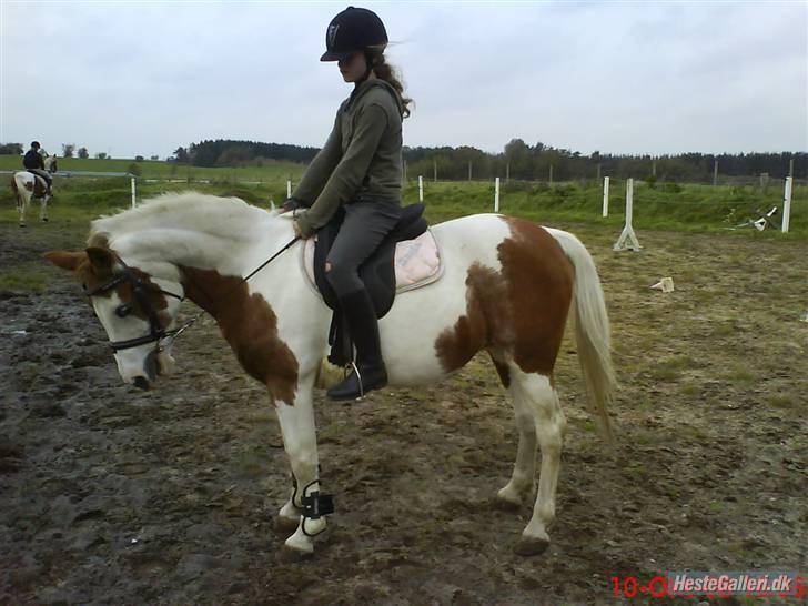Pinto Sasja - VELLKOMMEN TIL SASJAs PROFIL!!!<3 (Jeg rider sasja) billede 1