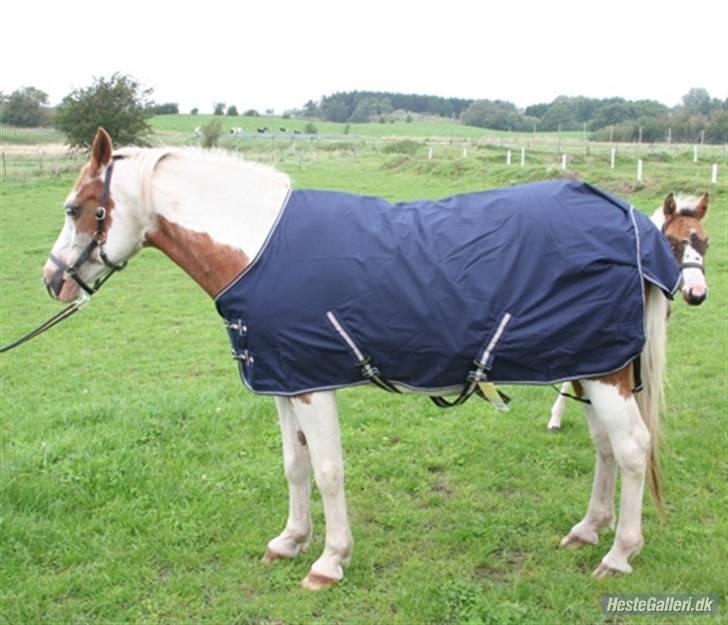 Pinto Sasja - sasja med dækkenrelame til happyhorse med hendes føl Tush billede 6