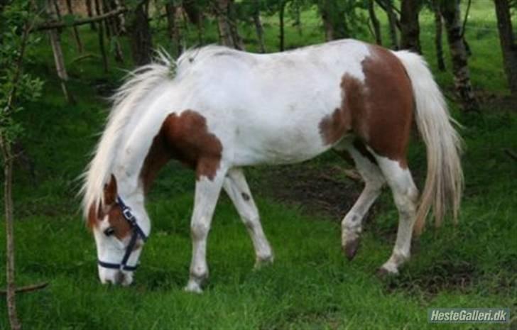 Pinto Sasja - mhh... mere græs! mhhh!!! billede 7