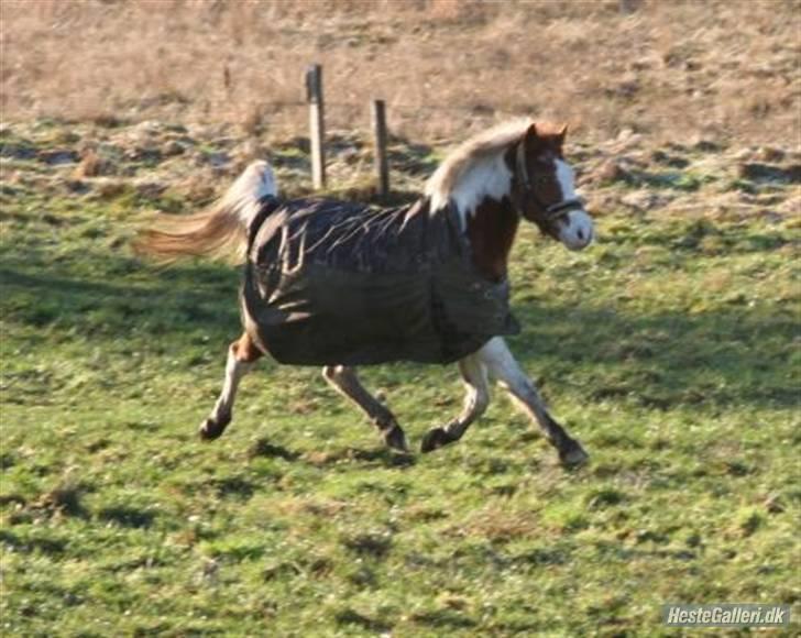 Pinto Sasja - Jeg kan da oss uden rytter<3 billede 9
