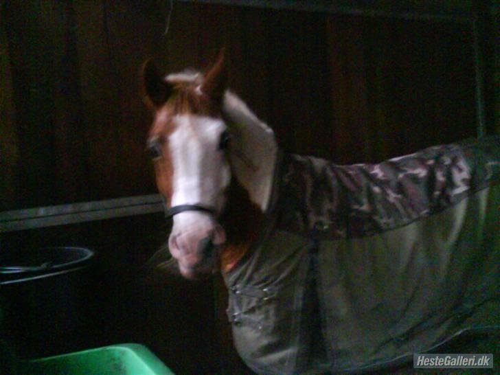 Pinto Sasja - Halløjsa der kommer fodervognene billede 10