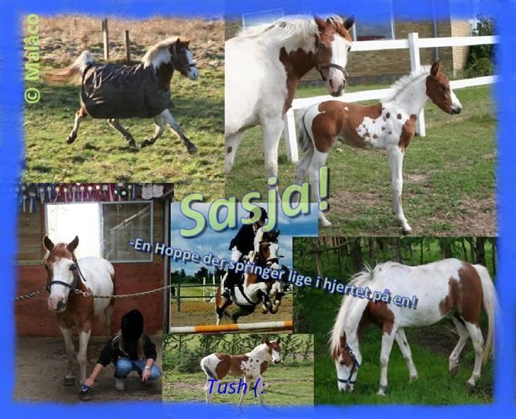 Pinto Sasja - Skal lige siges at Malâco er den der har lavet det og hun er en af mine bedste veninder billede 11