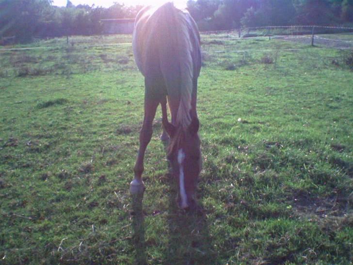 New Forest Sunshine - smukke mig, med solnedgangen bagved<3 billede 13