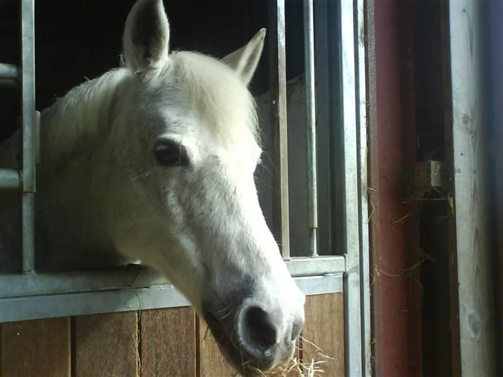 Anden særlig race Laika MiinDM Pony<3  - hjemme i stalden..  billede 1