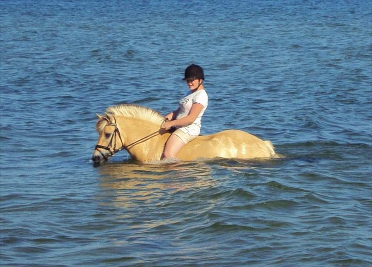 Fjordhest Zitta ~MIN BEDSTE VEN~ - 15# Ude og bade :D <3 ~~~ Foto: Jacob (Nicolajsen?) billede 15