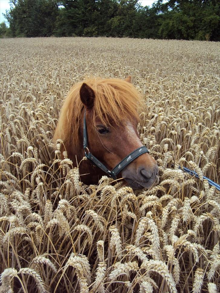 Shetlænder Skovvangens Ofelia - Ofelia i kornmarkerne :) <3 billede 10