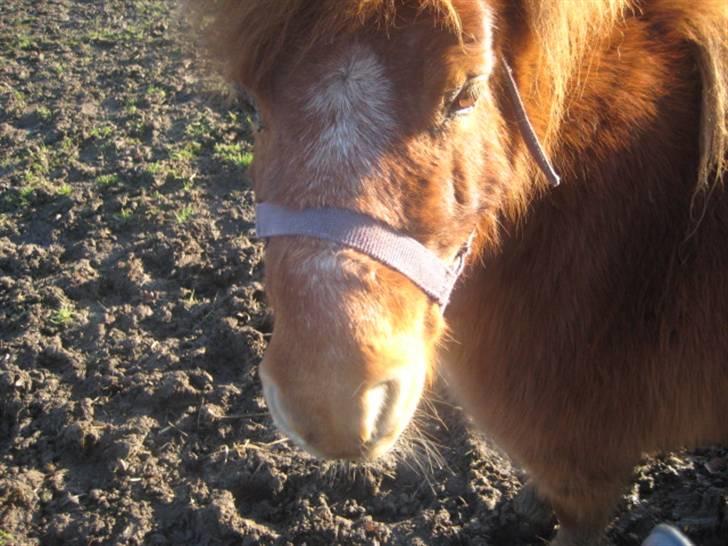 Shetlænder Skovvangens Ofelia billede 11