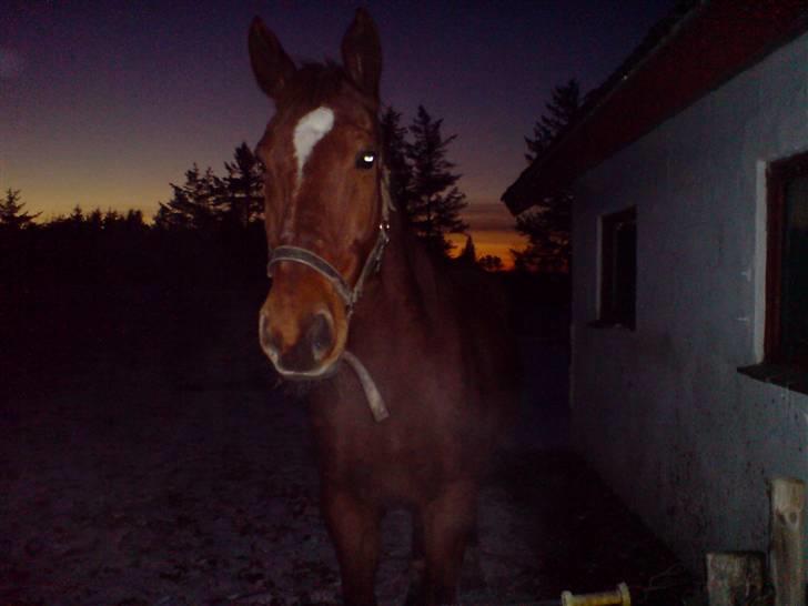 Anden særlig race Bakkebos Champ - Jeg er klar til at komme ind nu! billede 4