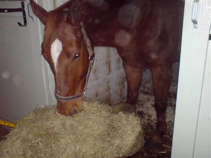 Anden særlig race Bakkebos Champ - mmmh, sådan en trillebør skulle man altid have... billede 5