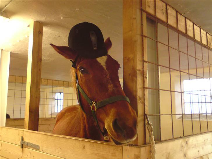 Anden særlig race Bakkebos Champ - Sikkerhed frem for alt ;) billede 6