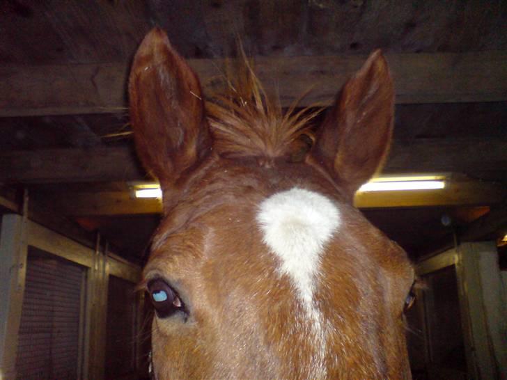 Anden særlig race Bakkebos Champ - Med strit, så er man bare SEJ! billede 7
