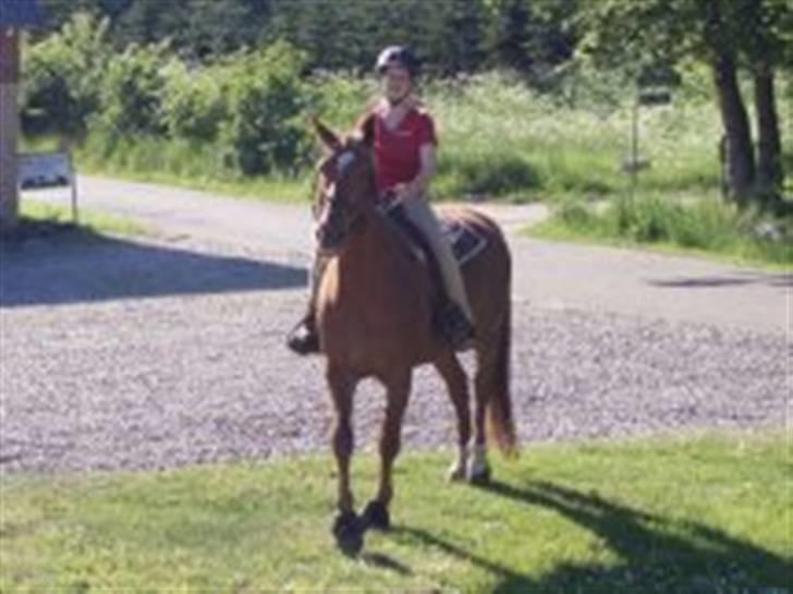 Anden særlig race Bakkebos Champ - Tilbage fra tur :) billede 8