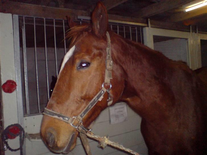 Anden særlig race Bakkebos Champ billede 10