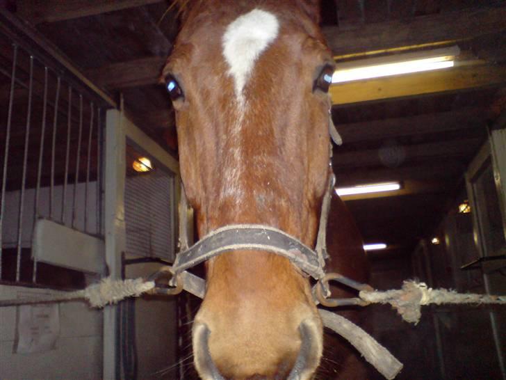 Anden særlig race Bakkebos Champ billede 11