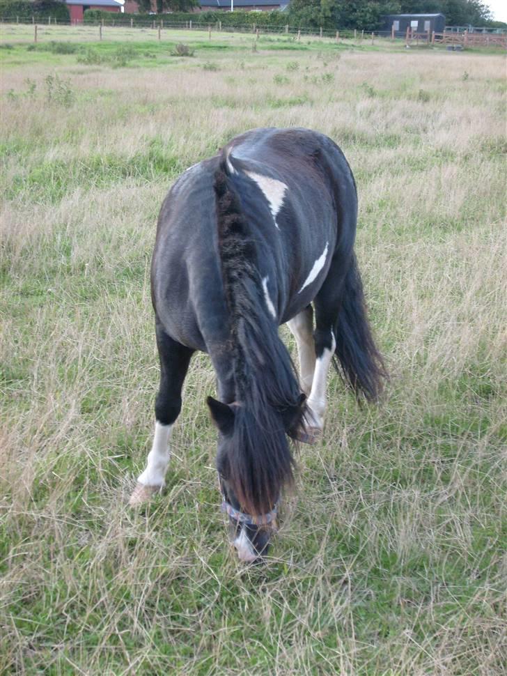 Anden særlig race Lukas billede 1