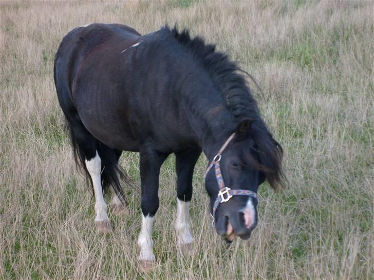 Anden særlig race Lukas billede 2