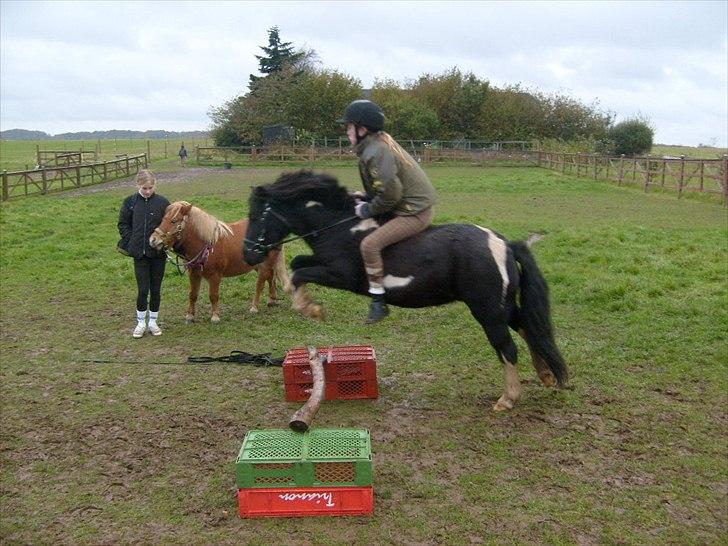 Anden særlig race Lukas - Han springer virkelig bare til :D billede 3