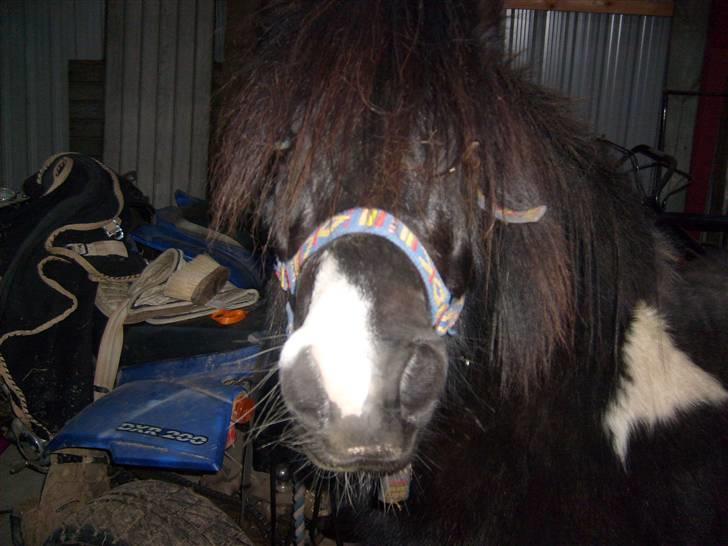 Anden særlig race Lukas billede 5