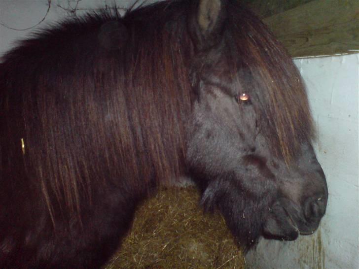 Islænder Fjølvi - Han er da bare lækker :P billede 7