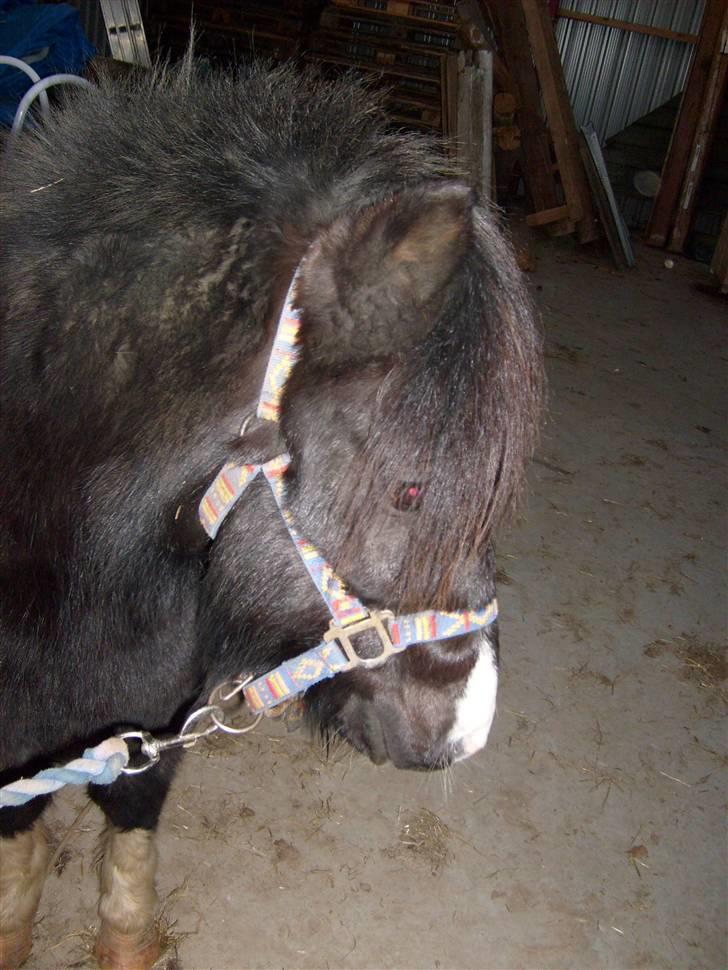 Anden særlig race Lukas billede 6