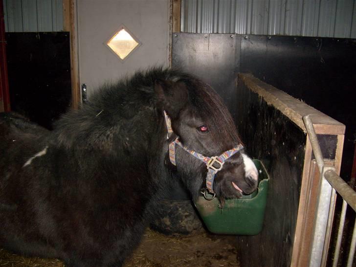 Anden særlig race Lukas billede 8