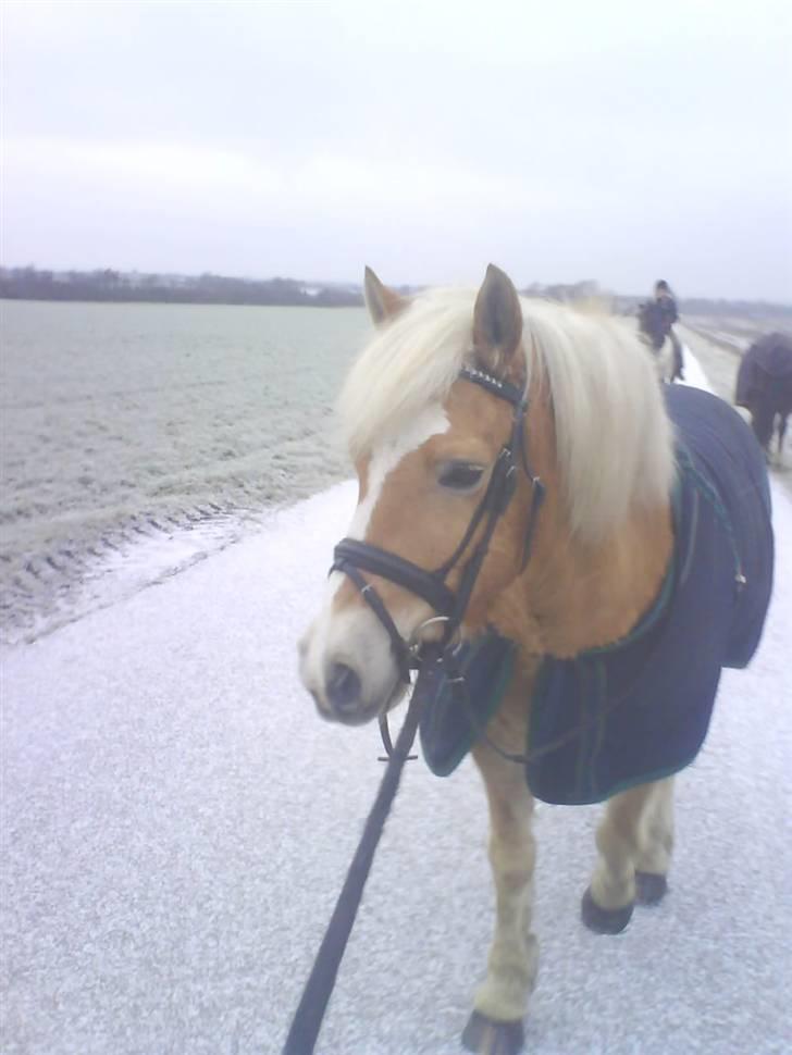 Haflinger |Elvis| solgt:'(. -  11)  Elvis<3 i sneen billede 11