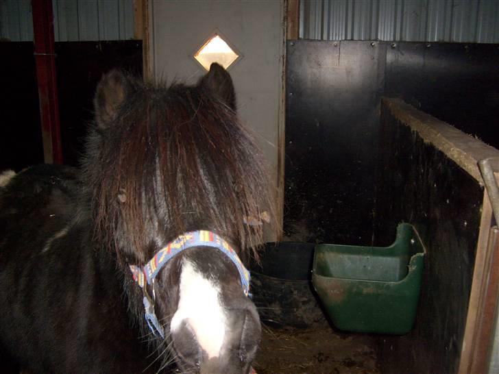 Anden særlig race Lukas billede 9