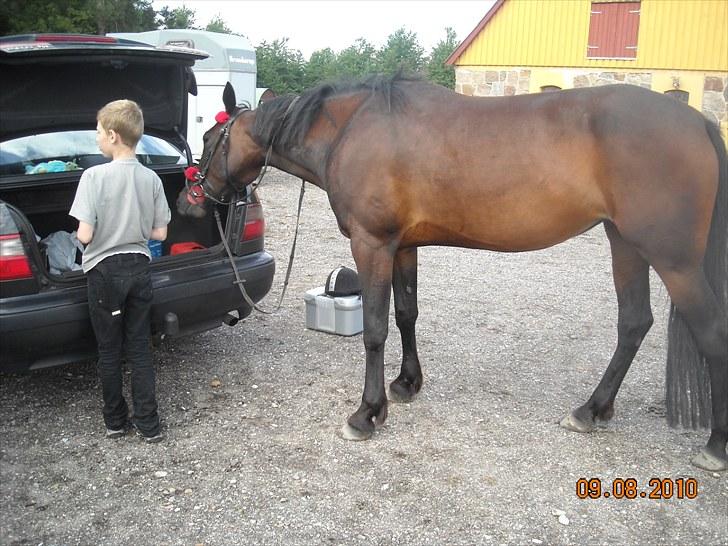 Traver Jettes Pride - Lad mig lige se.. jeg synes der var en gulerod ;-) billede 7