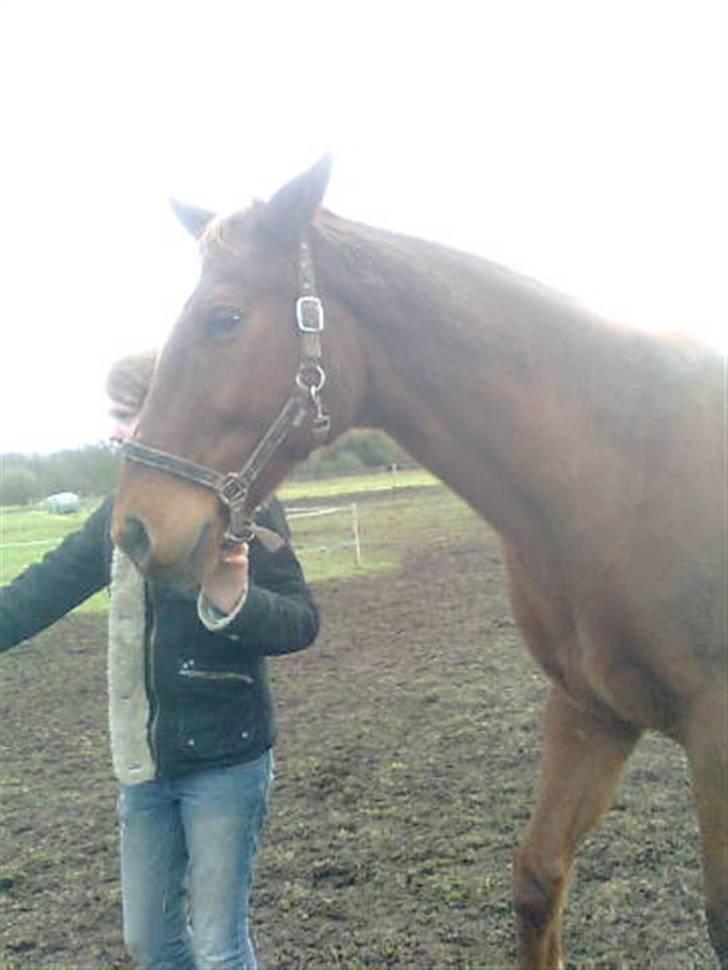 Anden særlig race Bakkebos Champ billede 12