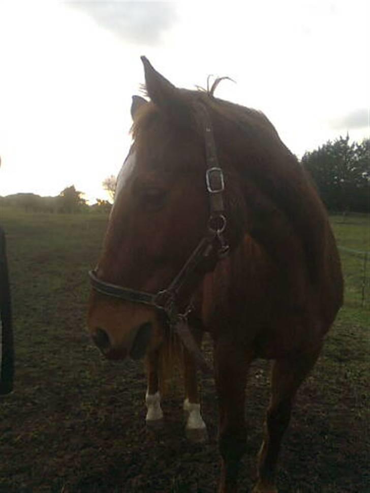 Anden særlig race Bakkebos Champ billede 13