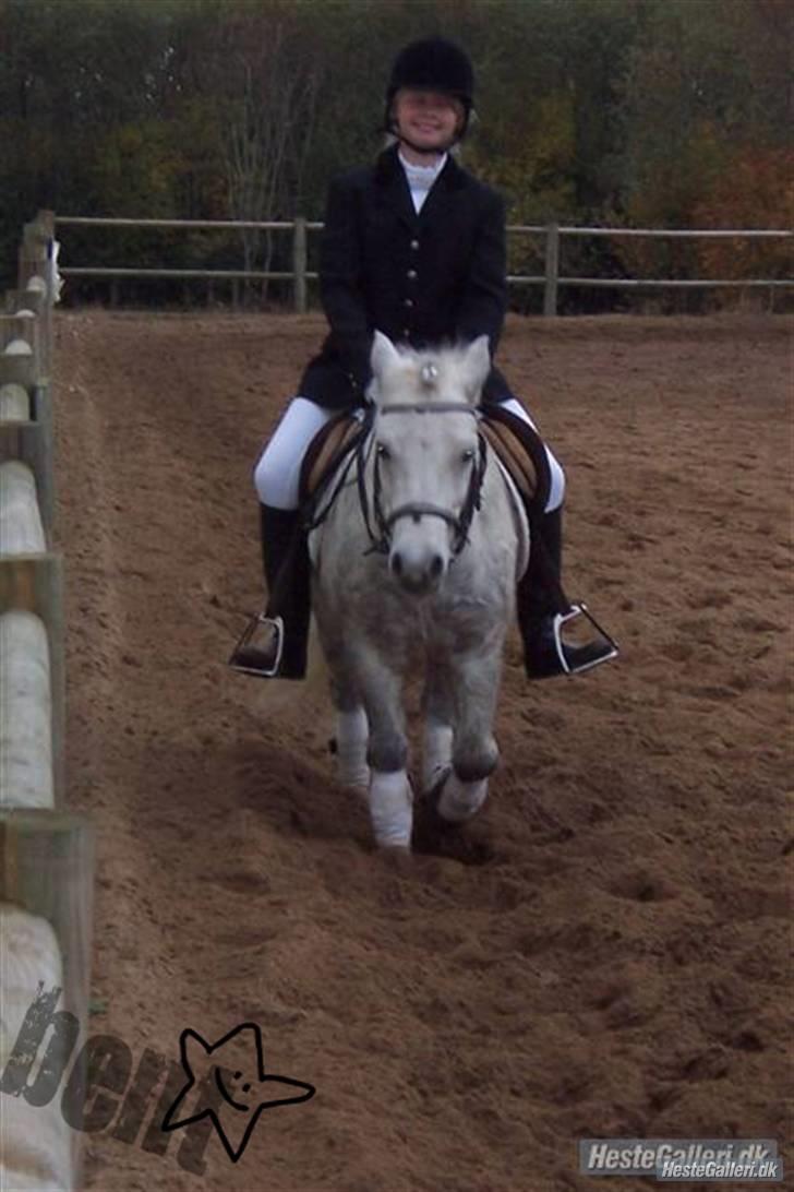 Anden særlig race BENT - Dejlige Bent.. :´) billede 13