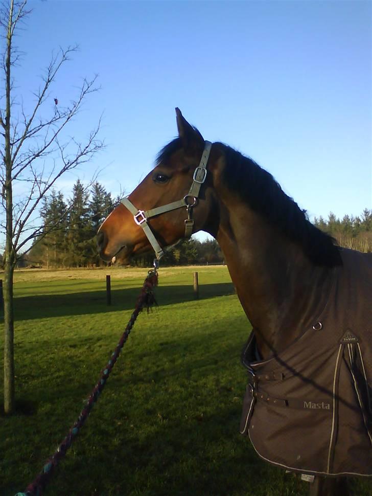 Dansk Varmblod kirks Dibsi - En super sumk vinter daq oq en suuuuuper smuk dibsi . billede 16