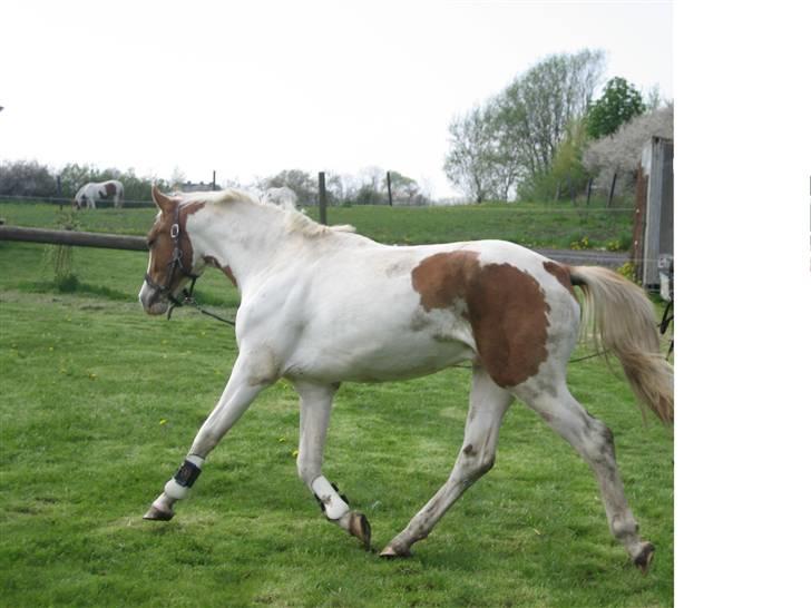 Pinto Damsgaards Caberè billede 1