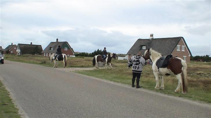 Irish Cob Crossbreed Marlotte billede 1