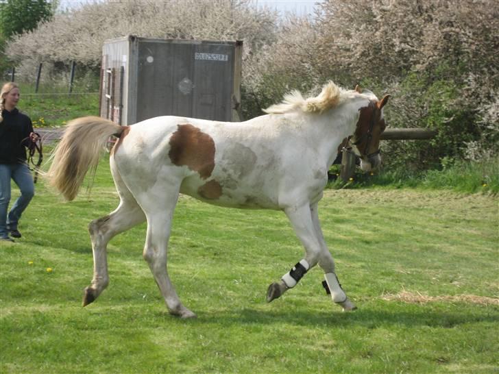 Pinto Damsgaards Caberè billede 2