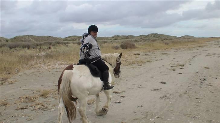 Irish Cob Crossbreed Marlotte billede 2