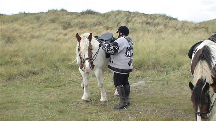 Irish Cob Crossbreed Marlotte billede 3