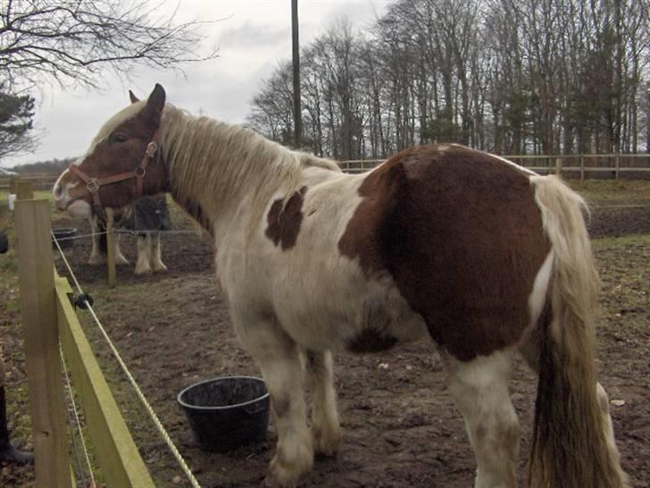 Irish Cob Crossbreed Marlotte billede 5