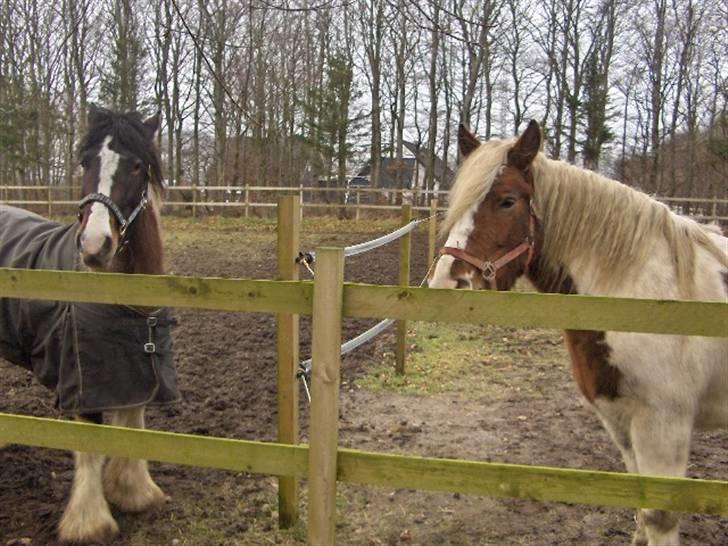 Irish Cob Crossbreed Marlotte billede 6