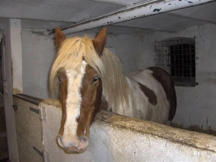Irish Cob Crossbreed Marlotte billede 7