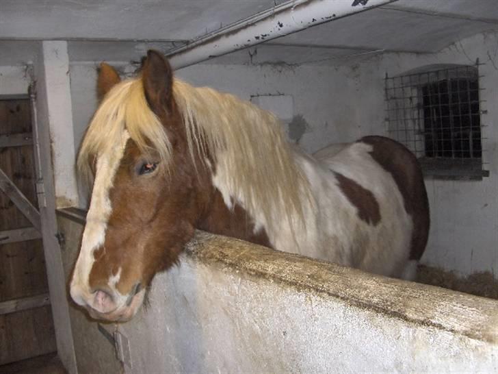 Irish Cob Crossbreed Marlotte billede 8