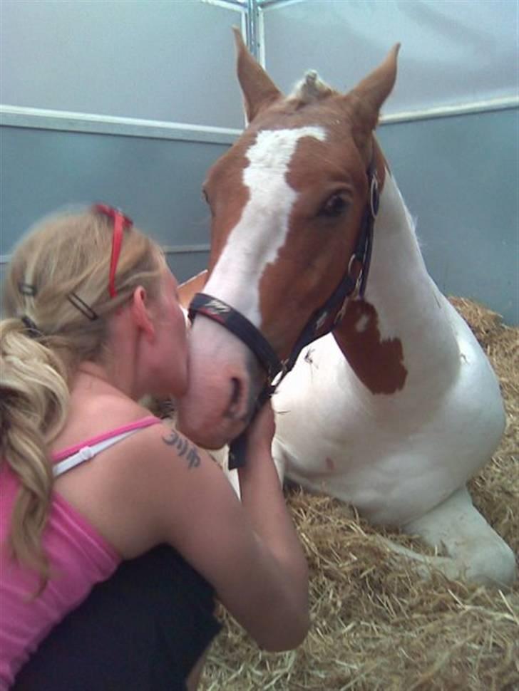 Pinto Damsgaards Caberè - Roskilde dyreskue 2008 billede 3