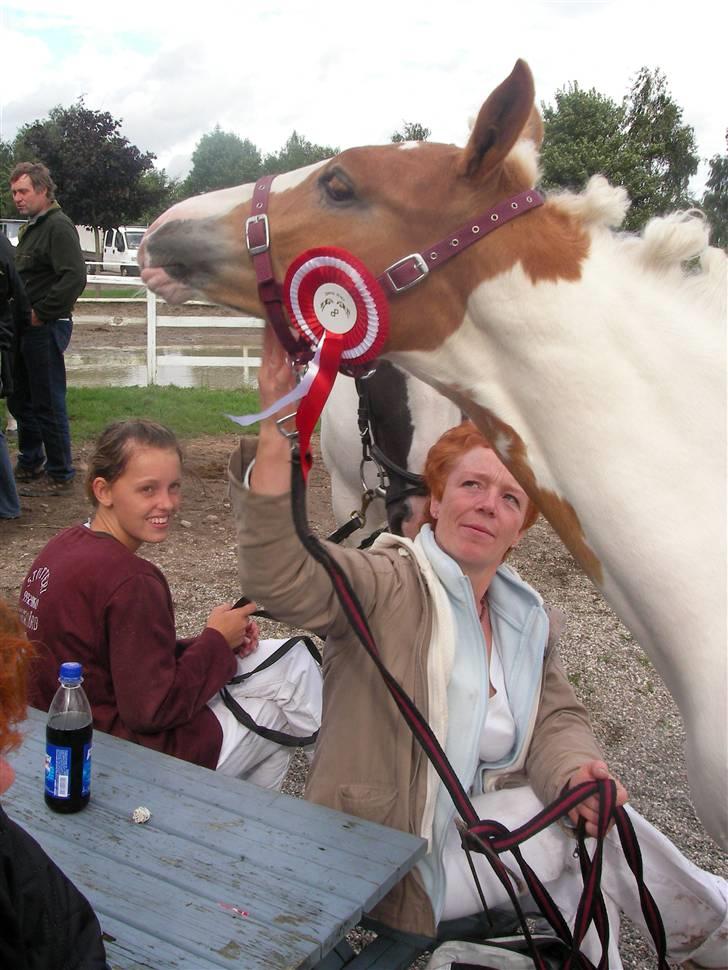 Pinto Damsgaards Caberè - Caberé til følskue. billede 4