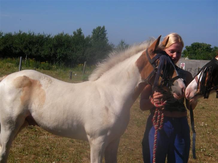 Pinto Damsgaards Caberè - nusse på folden. billede 5