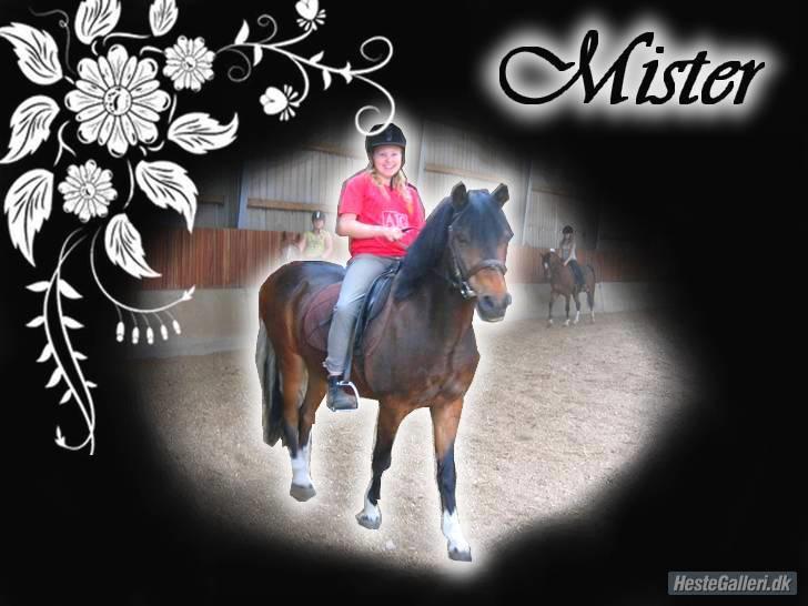 Tysk Sportspony Lillelunds Mister lover - nærbillede af mister medister billede 1